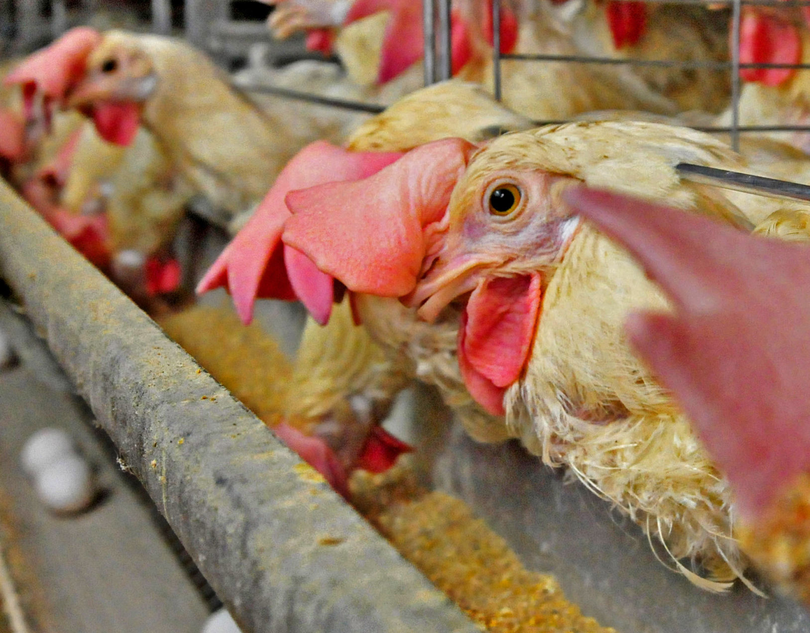 Lancaster County tops poultry pollution list, reduction measures ongoing